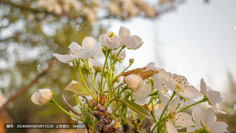 春暖花开