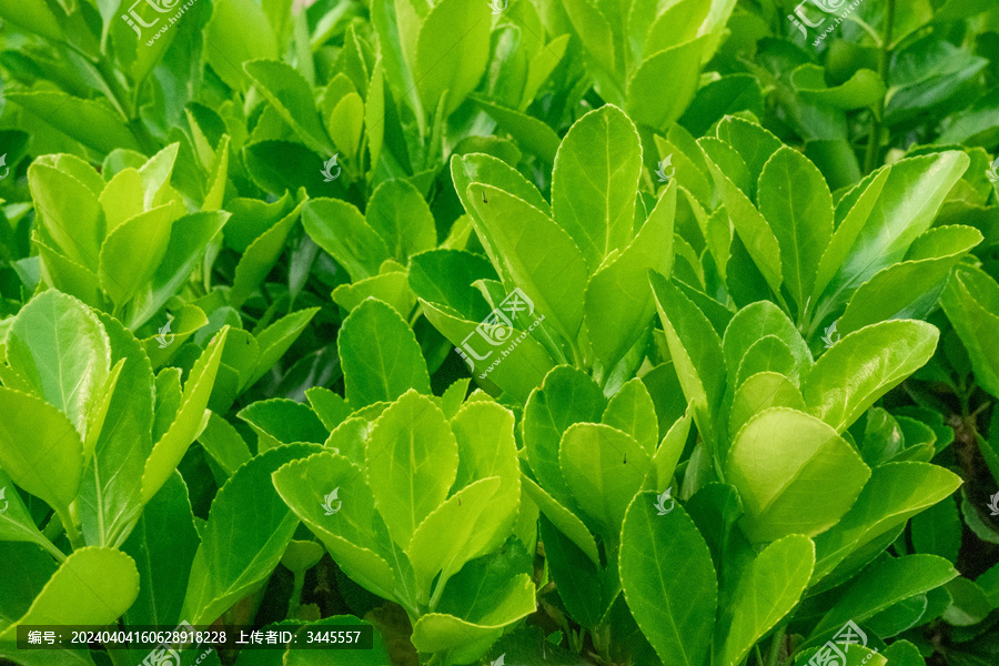 绿化树特写