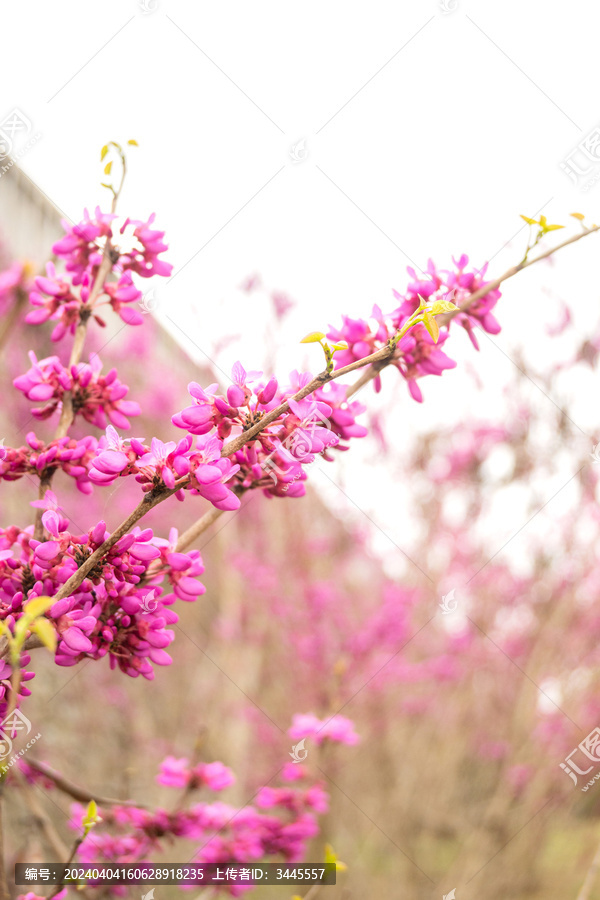 紫荆花素材