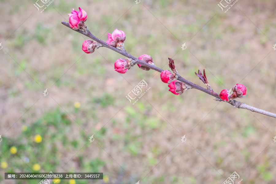 红叶碧桃花苞