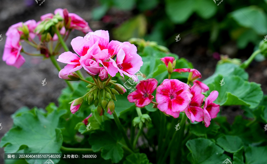 天竺葵花特写镜头