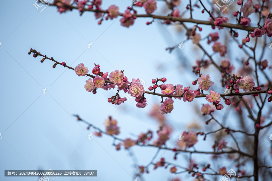 红梅花