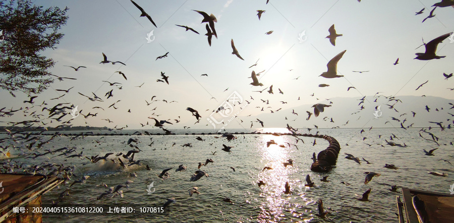 海鸥