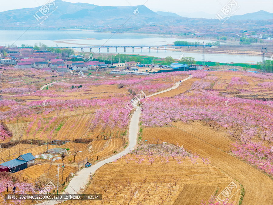 蒙阴旧寨万亩桃花盛开