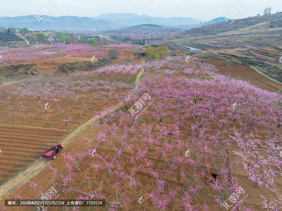 蒙阴旧寨万亩桃花盛开