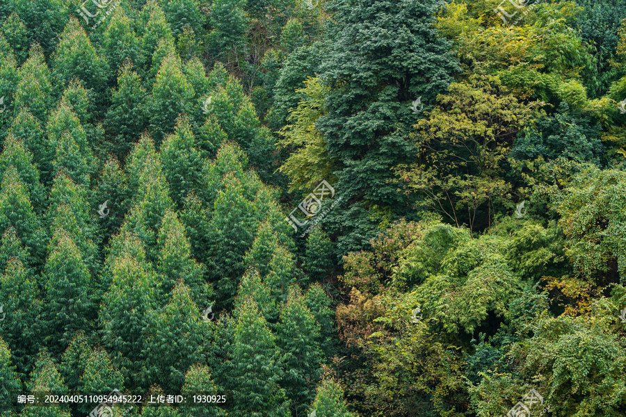 四川德阳绵竹桉树森林景观