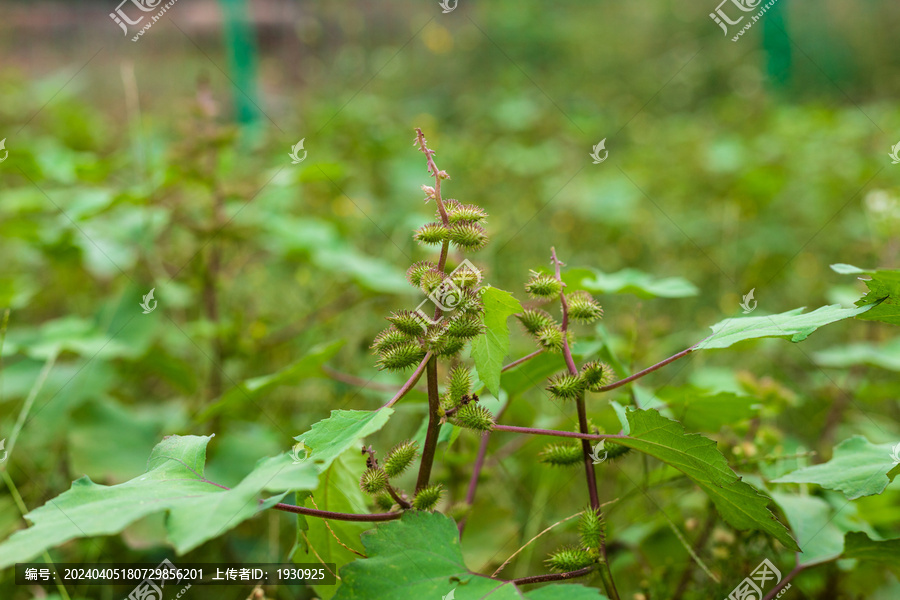 野生中药材苍耳植物