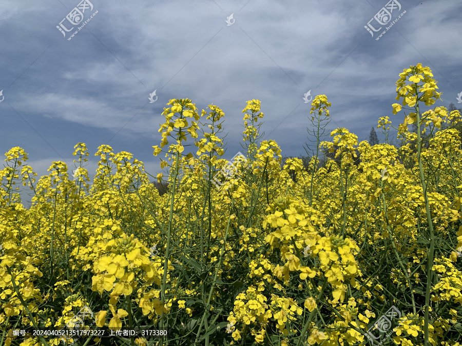 油菜花