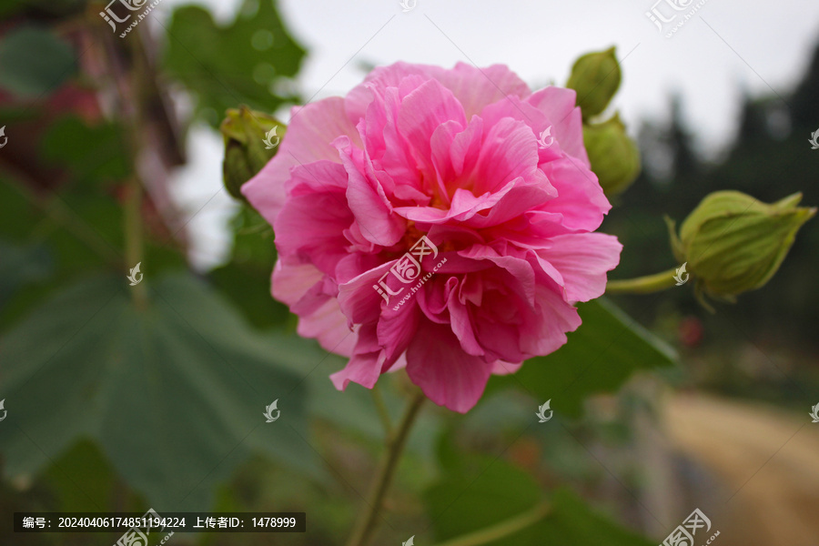 芙蓉花红花