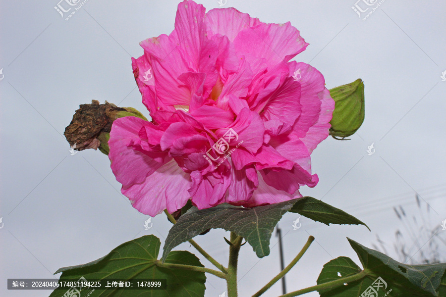 芙蓉花红花