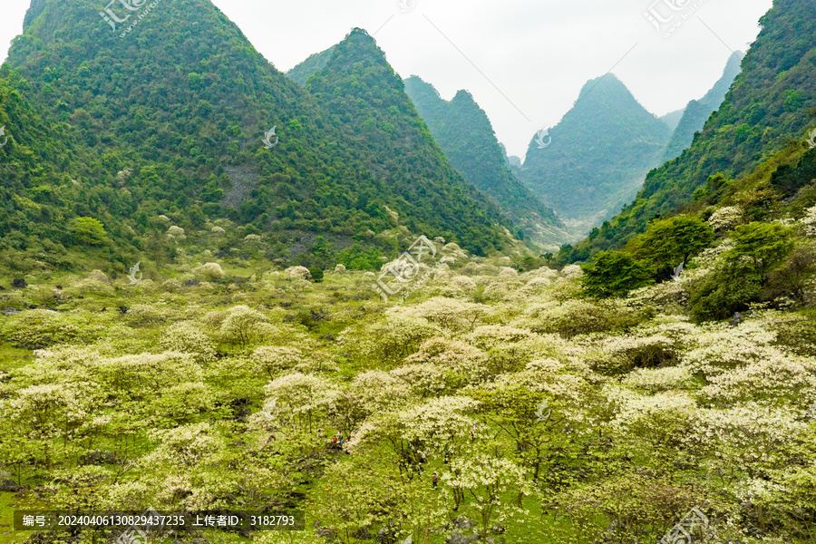 广西鹿寨四十八弄天然牧场桐油花