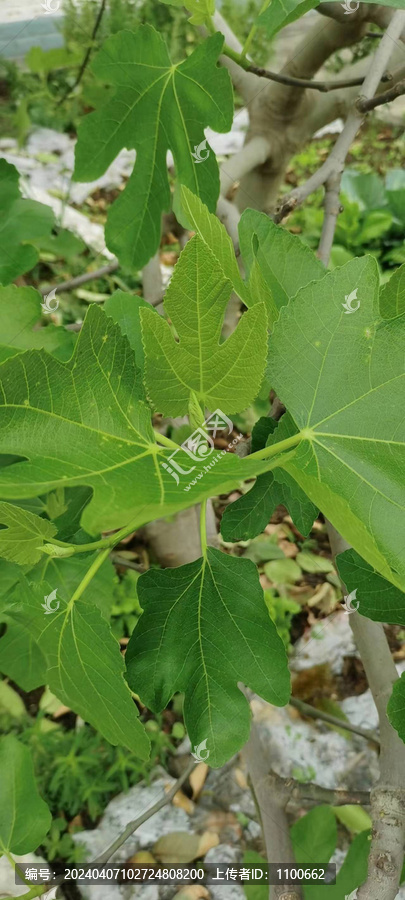 无花果树