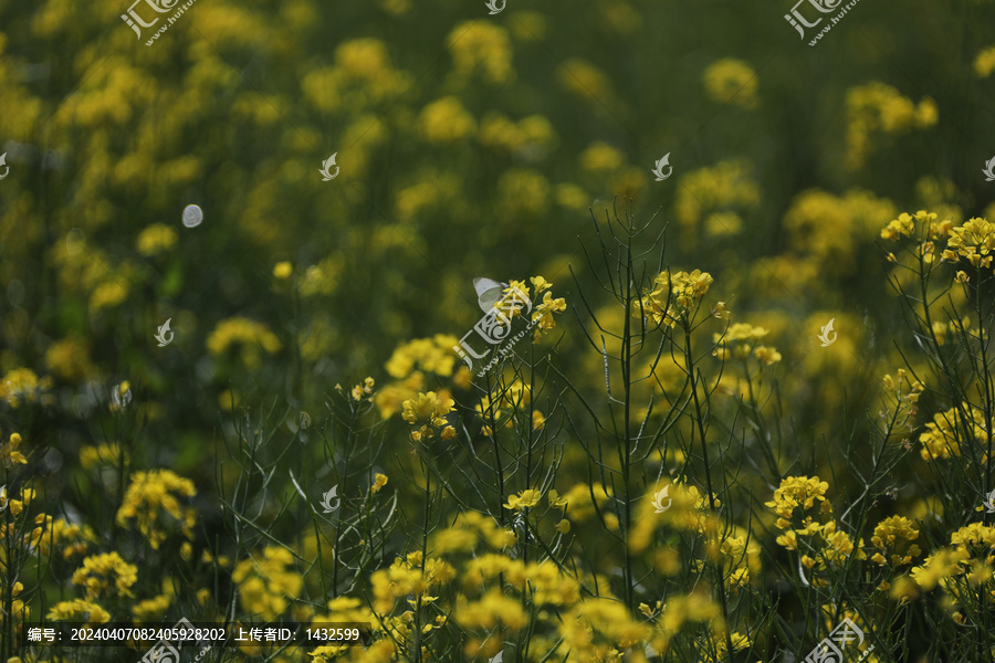 蝶恋油菜花