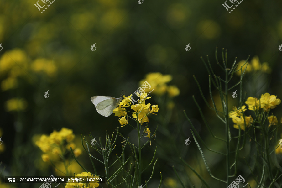 蝶恋油菜花