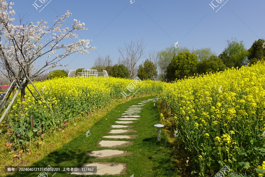 油菜花田油菜花海