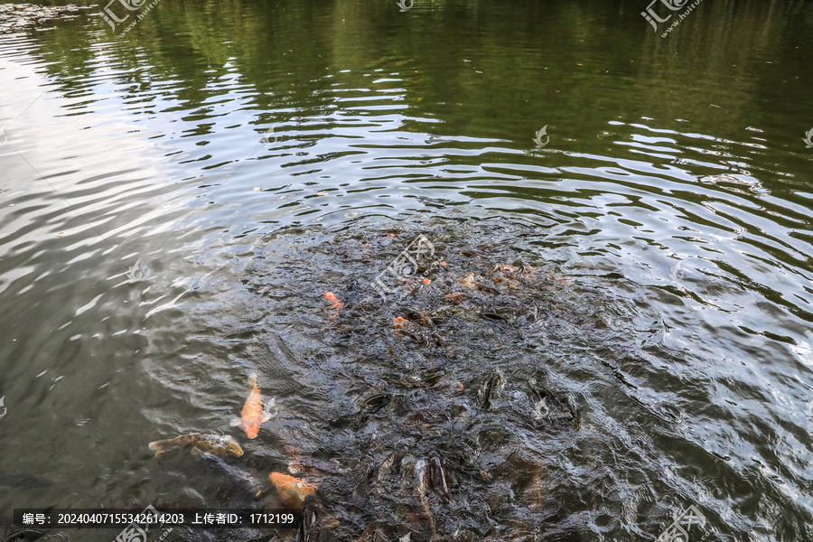 云南昆明丰泽园植物园满池锦鲤