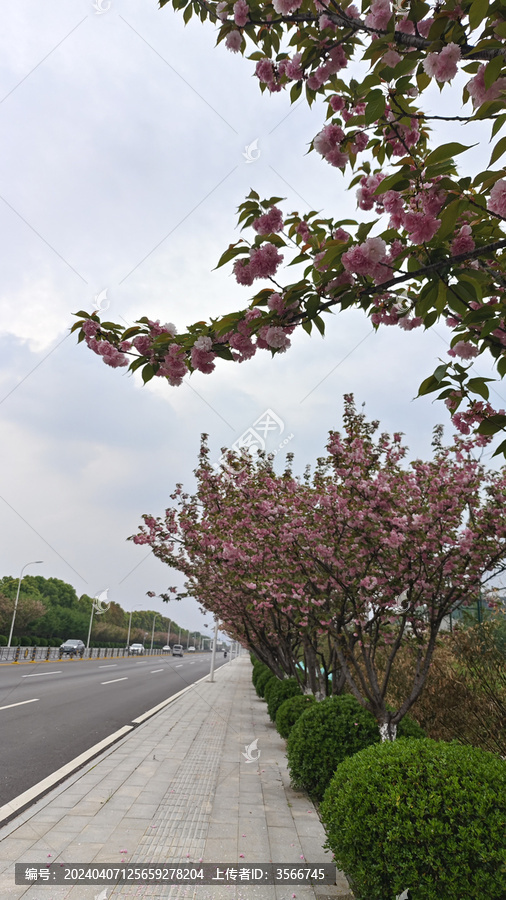 马路边上的绿植花朵树木