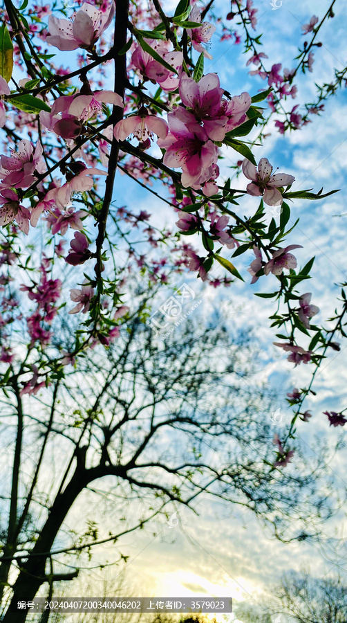 桃花在夕阳下特写