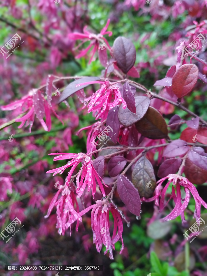 红花檵木滴滴雨珠