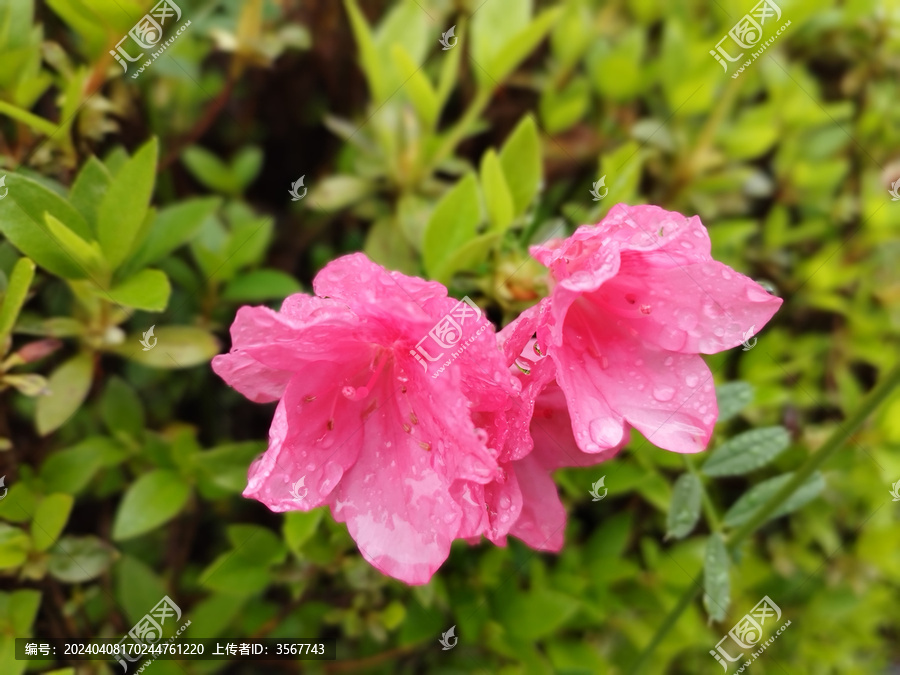 淋过雨的红杜鹃