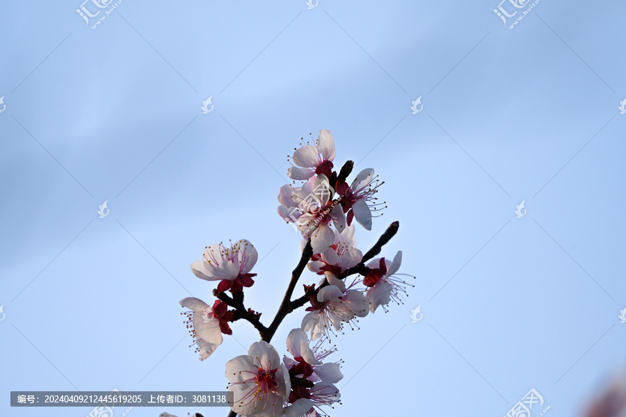 杏花特写春天杏花盛开花朵蓝背景