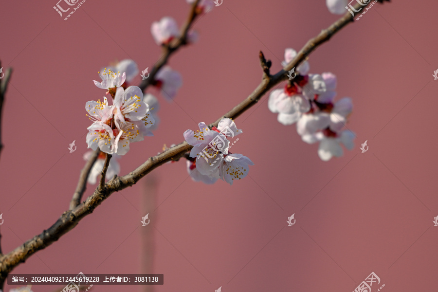 杏花特写春天杏花盛开花朵红背景