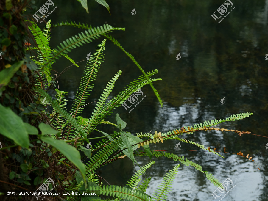 湖边的蕨类植物