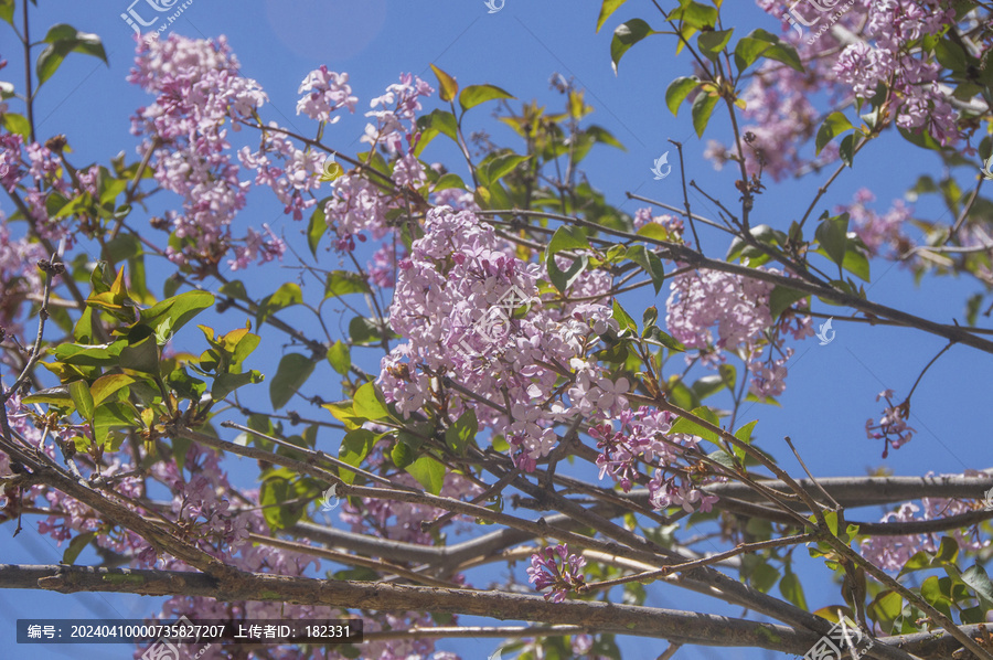 丁香花花枝