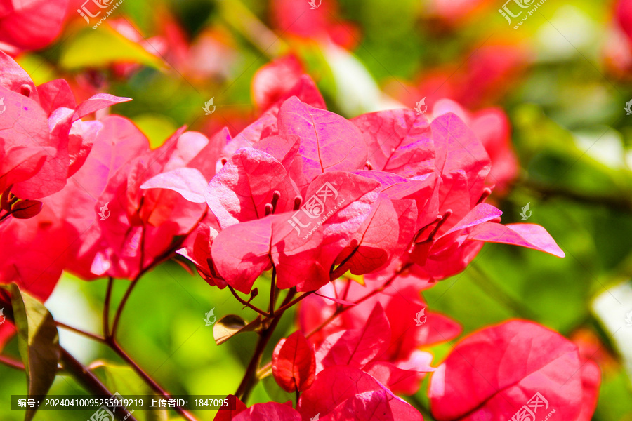 叶子花