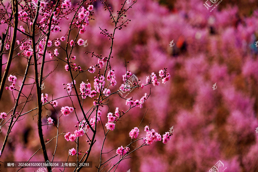 红梅花枝背景素材