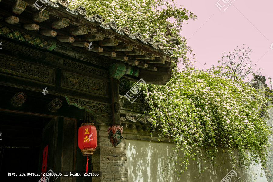 孟府木香花盛开