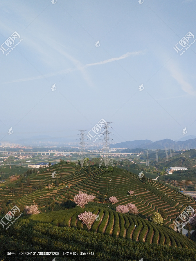 茶山晚樱高压输电线路