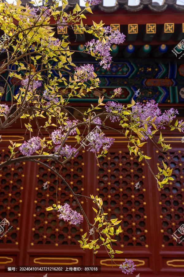 法源寺丁香花开