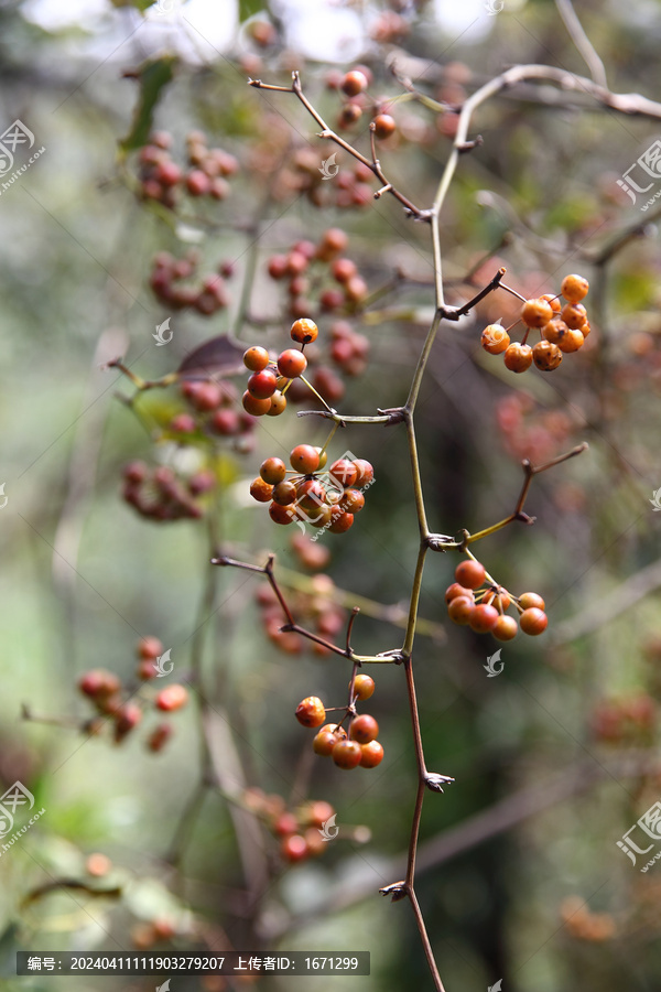 菝葜果子