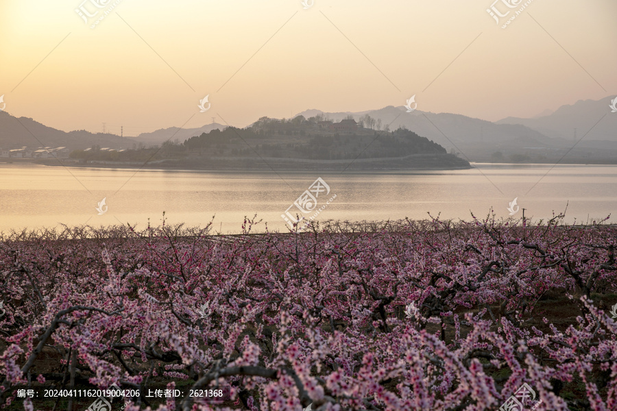 夕阳下的桃花园