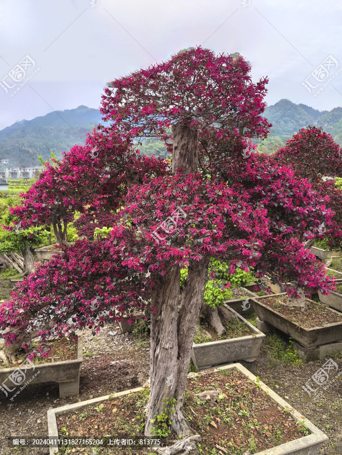 盆栽红花树