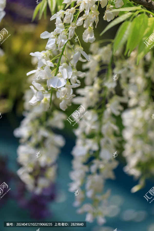 白色紫藤花