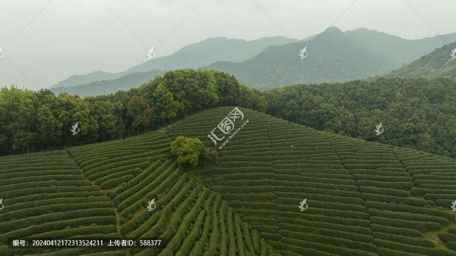 春天杭州西湖龙井茶园