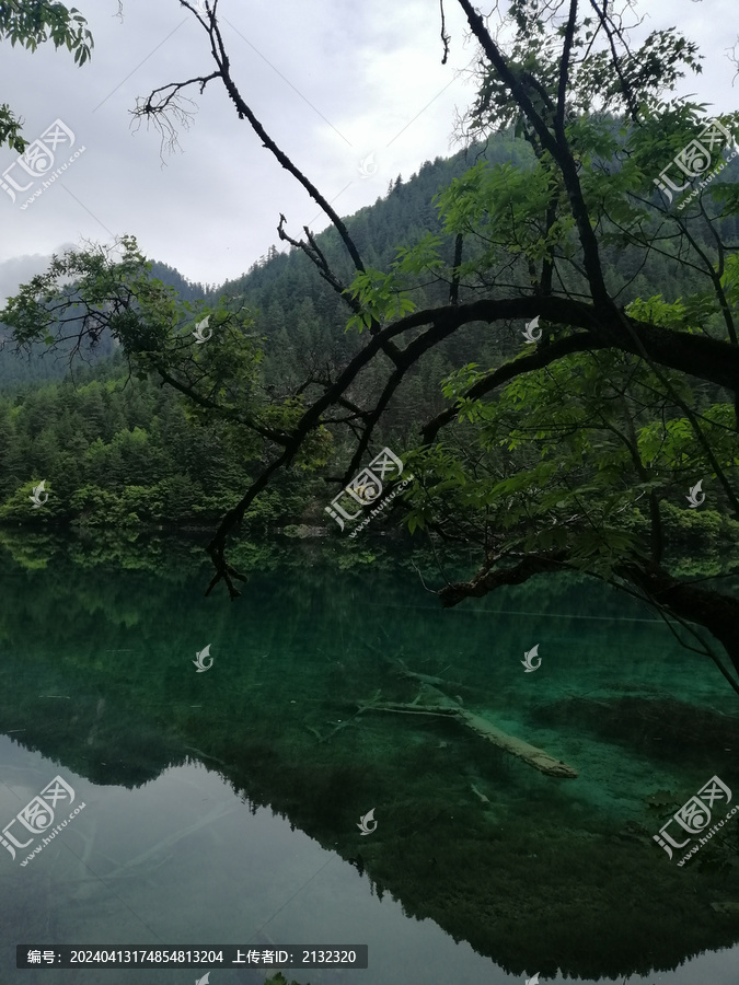 风景图九寨沟树