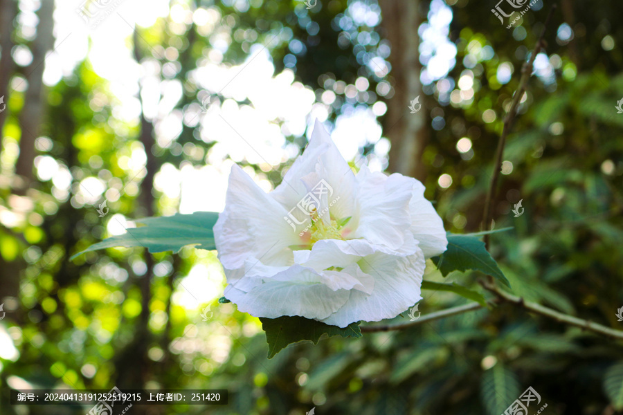 木芙蓉