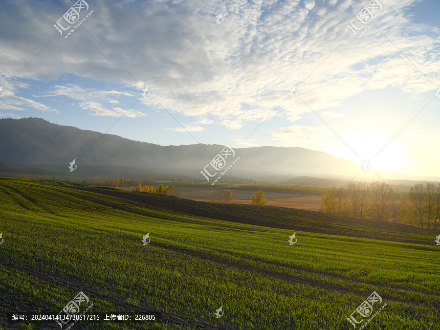 田野