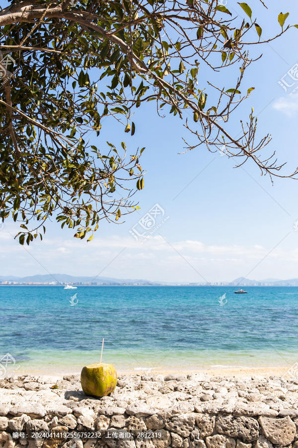 海南三亚西岛海边树下椰子与椰子