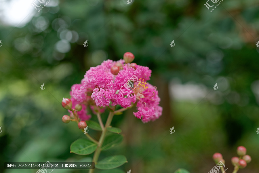 小花紫薇