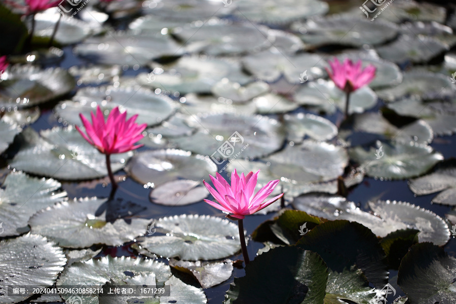 柔毛齿叶睡莲花