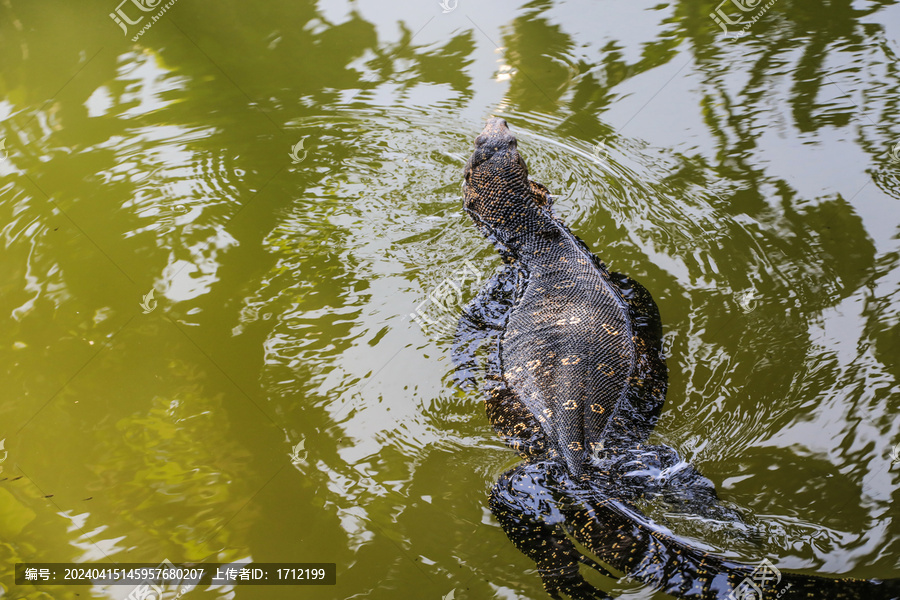 斯里兰卡康堤湖游泳的蜥蜴