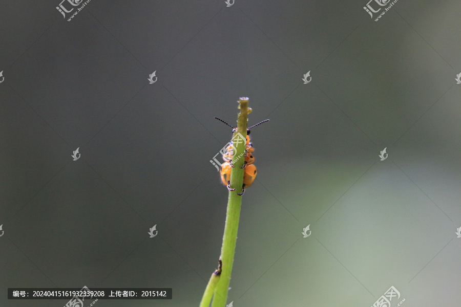 微距摄影昆虫瓢虫