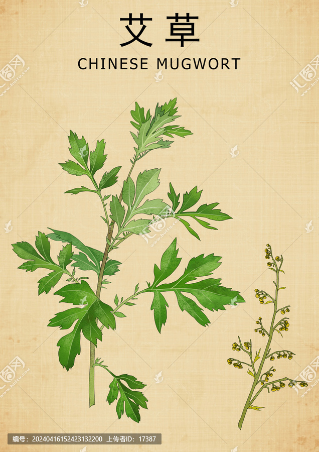 手绘艾草