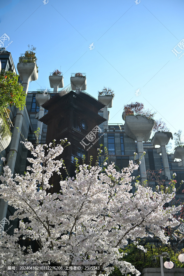 上海大洋晶典天安千树樱花季风光