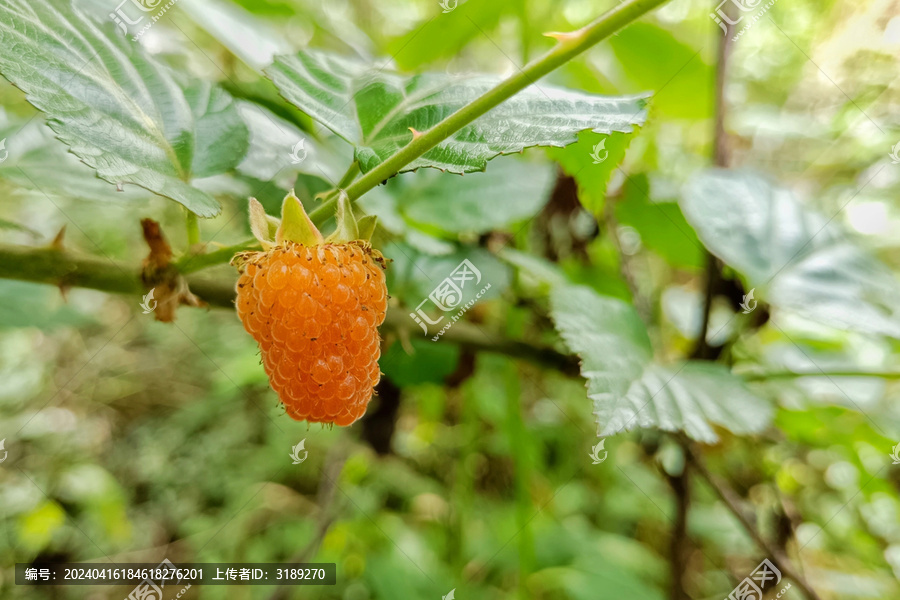 野生山莓