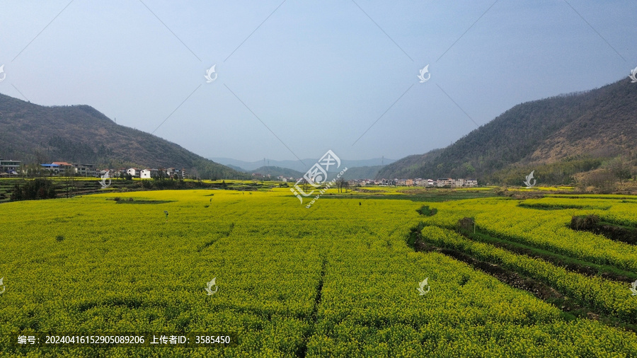 湖北省咸宁市大幕山油菜花